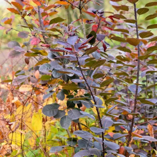 Cotinus coggygria 'Royal Purple', Smokebush 'Royal Purple', Smoketree 'Royal Purple', Eurasian Smokebush 'Royal Purple', Smoke Bush 'Royal Purple', Smoke Tree 'Royal Purple', Rhus Cotinus 'Royal Purple', Deciduous Shrubs, Foliage, Fall color