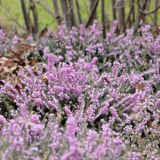 Erica Carnea 'December Red', Winter Heath 'December Red', Heather 'December Red', Snow Heath 'December Red', Spring Heath 'December Red', Alpine Heath 'December Red'