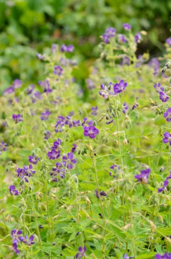 Geranium Phaeum 'Lily Lovell', Geranium 'Lily Lovell' , Dusky Cranesbill 'Lily Lovell', 'Lily Lovell' Geranium, Mourning widow 'Lily Lovell', Purple Geranium, Best geraniums, Best groundcovers