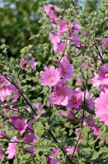 Lavatera × Clementii 'Rosea', Tree Mallow, Tree Mallow Rosea, Lavatera arborea 'Rosea', Lavatera Olbia 'Rosea', Lavatera Thuringiaca 'Rosea', Lavatera 'Rosea', Lavateras, Pink Flowers