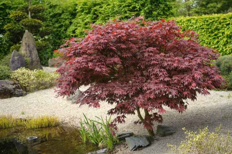 Acer palmatum 'Bloodgood', Japanese Maple Bloodgood, Tree with fall color, Fall color, Attractive bark Tree, purple leaves, Purple Acer, Purple Japanese Maple, Purple Maple, Acer palmatum atropurpureum 'Bloodgood'