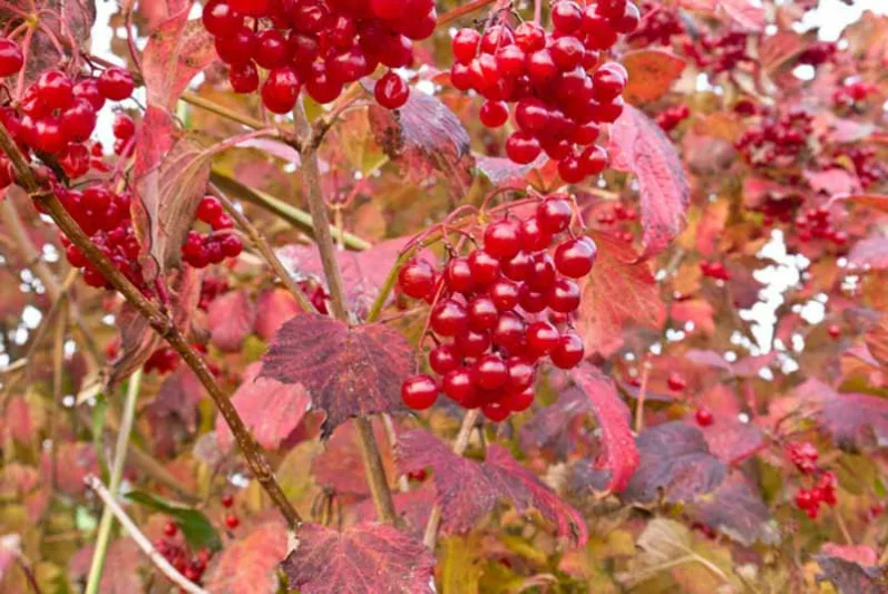 Viburnum Opulus,European Cranberrybush,Guelder Rose, Water Elder, Cramp Bark, Snowball Tree, European Cranberry Bush  European Cranberry Tree, Marsh Alder, Ople Tree, Red Elder, Rose Elder, Shrub with fall color, fall color, shrub with berries