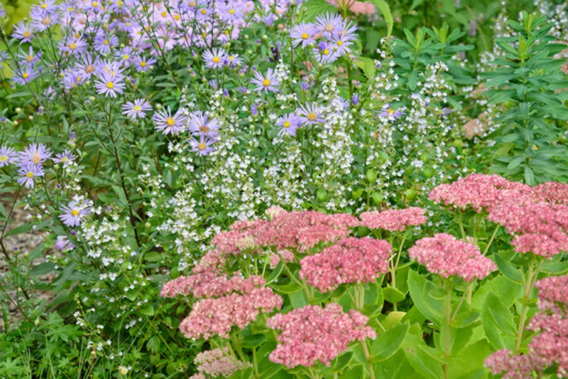 Calamintha nepeta (Lesser Calamint), Lesser Calamint, Clinopodium calamintha,  Clinopodium nepeta, Thymus minor, Thymus minus