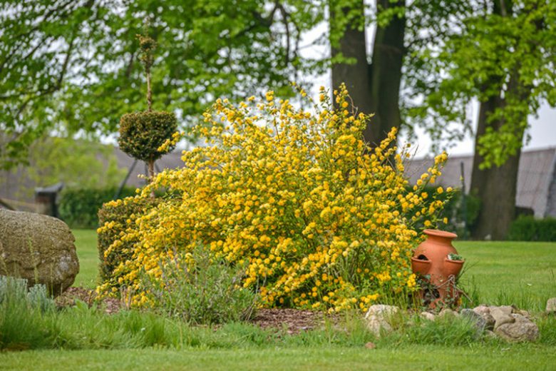 Kerria japonica 'Pleniflora', Japanese Kerria, Bachelor's Buttons, Double-Flowered Japanese Rose, Japanese Rose 'Pleniflora', Jew's Mallow, Kerria japonica 'Flore Pleno', Kerria japonica 'Plena', flowering shrub, yellow flowers