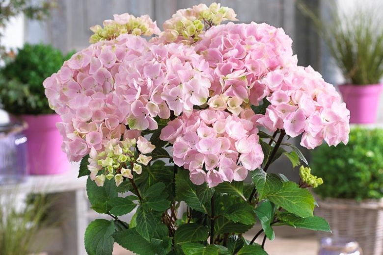 Hydrangea Macrophylla Cityline® Rio, Cityline® Rio Hydrangea, Bigleaf Hydrangea Cityline® Rio, Mophead Hydrangea Cityline® Rio, Pink hydrangea, Blue hydrangea,Purple hydrangea