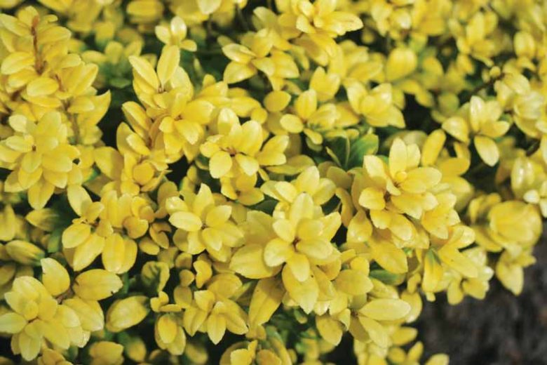 Ilex crenata 'Brass Buckle', Japanese Holly 'Brass Buckle', Brass Buckle Japanese Holly, evergreen shrub, Black Berries, Miniature Shrub, Small Evergreen Shrub, Golden Shrub