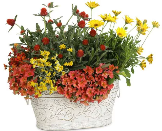 Osteospermum 'Bright Lights Yellow', African Daisy 'Bright Lights Yellow', Cape Daisy 'Bright Lights Yellow', Bright Lights Series, evergreen perennial, evergreen shrub, yellow flowers