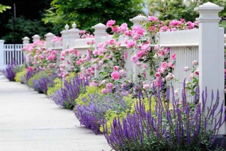 Salvia, Rose, Lady's mantle, Fence