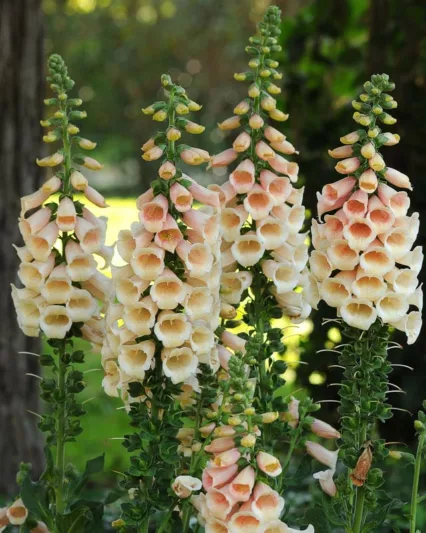 Digitalis Purpurea Dalmatian Peach, Common Foxglove Dalmatian Peach, Dalmatian Peach Foxglove, Foxglove Dalmatian Peach, Lady's Glove Dalmatian Peach, Peach foxgloves