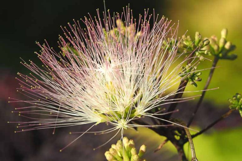 Albizia julibrissin Summer Chocolate, Albizia julibrissin, Silk Tree, Mimosa, Dark foliage, pink flowers, fragrant shrub