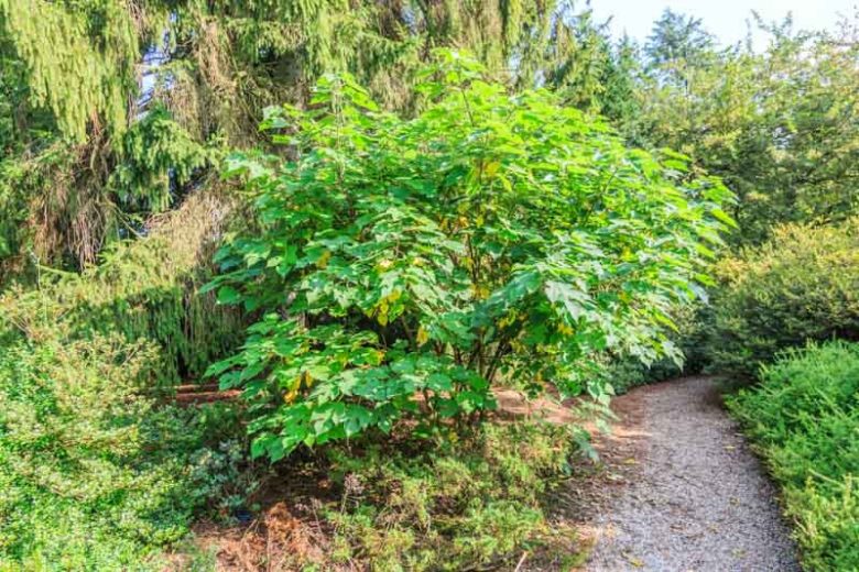 Broussonetia papyrifera, Paper Mulberry, Kapa, Wauke, Morus papyfera, Tree with fall color, Fall color, Attractive bark Tree