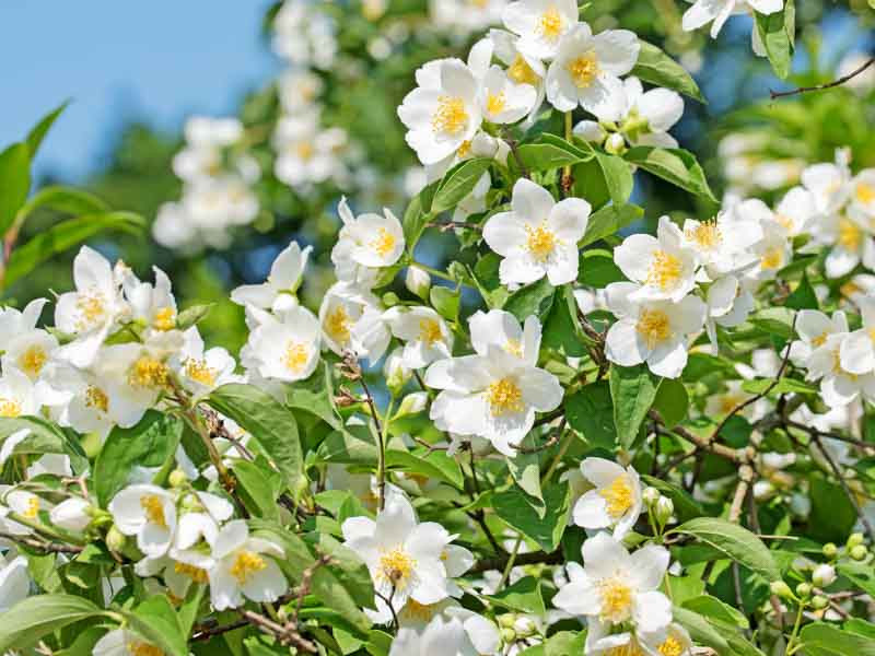 Philadelphus, Mock Orange, variegated mock orange, Philadelphus coronarius, Philadelphus maculatus,