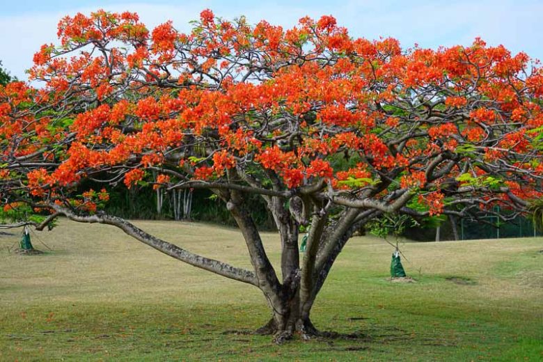 Delonix regia, Flambouyant, Flamboyant, Flame Tree, Flametree, Peacock Flower, Peacock-Flower, Poinciana, Royal Poinciana, Red Tree, Poinciana regia, Red flowers