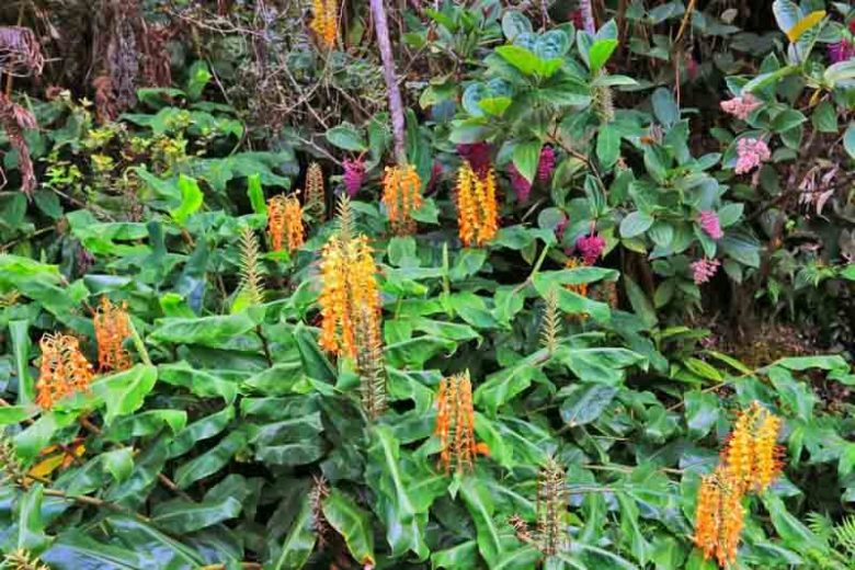 Hedychium gardnerianum, Kahili Ginger, Kahili Ginger Lily, Ginger Lily, Yellow Ginger Lily, Kahila Garland-Lily, Kahili Garland Lily, Perennial Plants, Perennial Flowers, Exotic Flowers
