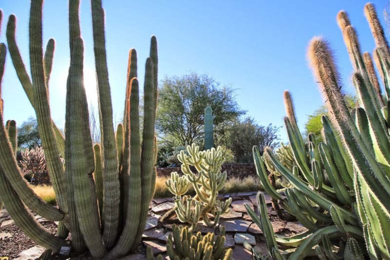 Stenocereus thurberi, Organ Pipe Cactus, Organpipe Cactus, Organ-Pipe Cactus, Cereus thurberi, Lemaireocereus thurberi, Marshallocereus thurberi, Neolemaireocereus thurberi, Pilocereus thurberi, Rathbunia thurberi , Columnar Cactus, Columnar Succulent