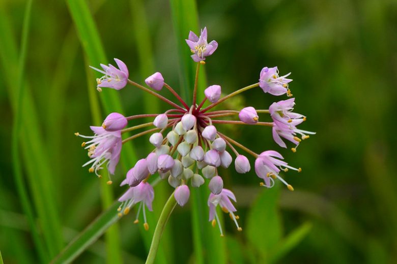 Allium Cernuum, Lady's Leek, Nodding Wild Onion, Purple Garlic, Purple Onion, Summer Bulbs, Summer Flowers, Bulbs for Mediterranean Gardens, Bulbs for Dry Gardens