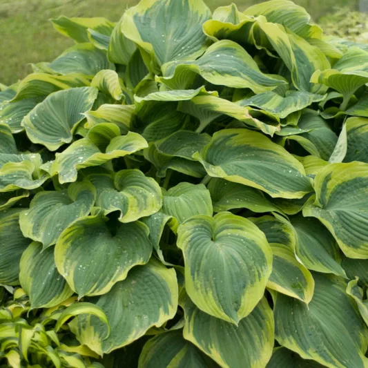 Hosta 'Earth Angel',  Plantain Lily 'Earth Angel', 'Earth Angel Hosta, Blue Hostas, Shade perennials, Plants for shade