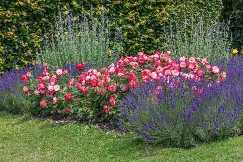 Rosa 'Cherry Parfait', Rose 'Cherry Parfait', Rosa 'Jubilé du Prince de Monaco ', Rosa 'Fire & Ice', Rosa 'Blumenstadt Tulln', Rosa 'MEIsponge', Rosa 'Saint Petersburg Testimonial', Grandiflora Roses, Shrub Roses, Red roses, Bicolor Roses, Rose bush