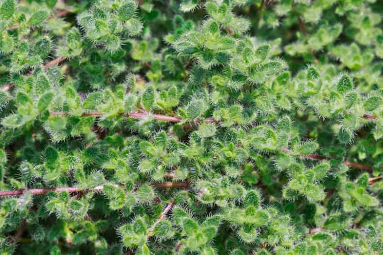 Thymus pseudolanuginosus, Woolly Thyme, Creeping Thyme, Wild Thyme, Coconut Thyme, Thymus drucei, Thymus polytrichus subsp. britannicus 'Coconut', Thymus praecox subsp. arcticus, Thymus woolly, aromatic perennial, fragrant perennial