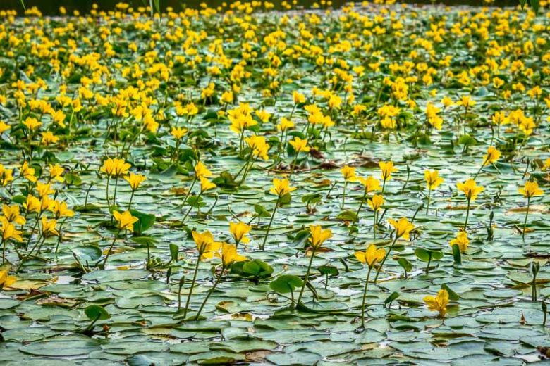 Nymphoides peltata, Yellow Floating Heart, Dwarf Waterlily, Fringed Buckbean, Fringed Water Lily, Small Yellow Water Lily, Water Fringe, Yellow Flowers, Pond Plants, Water Garden Flowers, Aquatic Plants, Aquatic Flowers