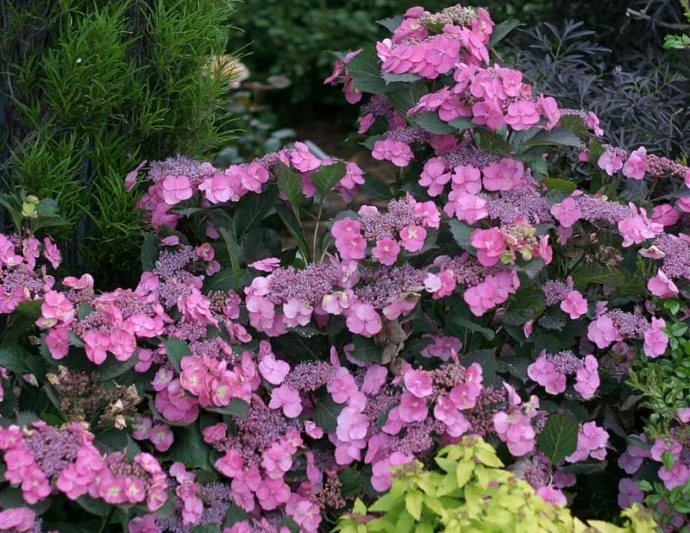 Hydrangea serrata Tuff Stuff™, Mountain Hydrangea Tuff Stuff™, Tuff Stuff™ Mountain Hydrangea, Pink Flowers, Pink Hydrangea