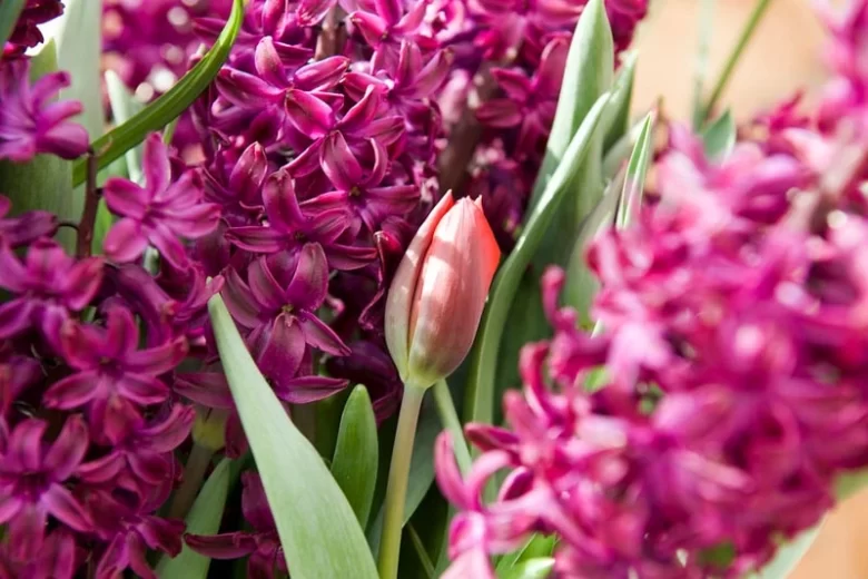 Hyacinthus Orientalis 'Woodstock', Hyacinth 'Woodstock', Dutch Hyacinth, Hyacinthus Orientalis, Common Hyacinth, Spring Bulbs, Spring Flowers, purple hyacinth, hyacinth,early spring bloomer, mid spring bloomer,Woodstock