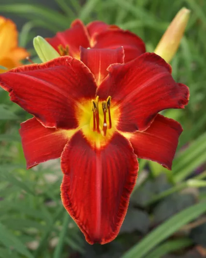 Hemerocallis Baja, Daylily Baja, Day Lily Baja, Baja Daylily, daylilies, Daylily, Day Lilies, Red flowers, Red day lily, Red Daylily, Midseason Daylilies