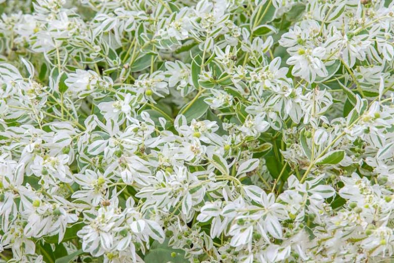 Euphorbia marginata, Snow On The Mountain, Snow-on-the-mountain, Snow in Summer, Ghost Weed, Mountain Snow, Mountain Spurge, Variegated Spurge, Variegated Euphorbia