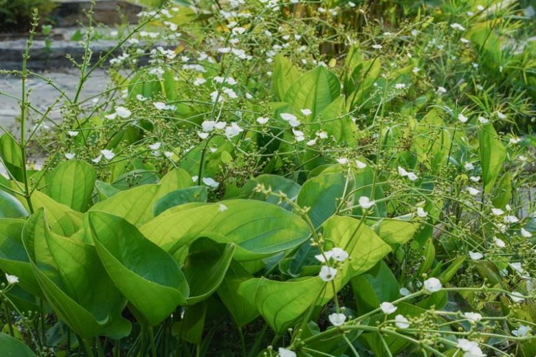 Echinodorus cordifolius, Creeping Burhead, Lance-leaf Burhead, Radican Sword, Burhead, Creeping Water-plantain, Echinodorus radicans, White Flowers, Pond Flowers