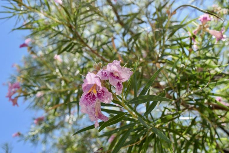 Chilopsis linearis, Desert Willow, Flowering-Willow, Willowleaf Catalpa, Desert Catalpa, Flor de Mimbre, Mimbre, Bow Willow, False-Willow, Jano, Catalpa-willow, Pink Flowers, Drought tolerant tree