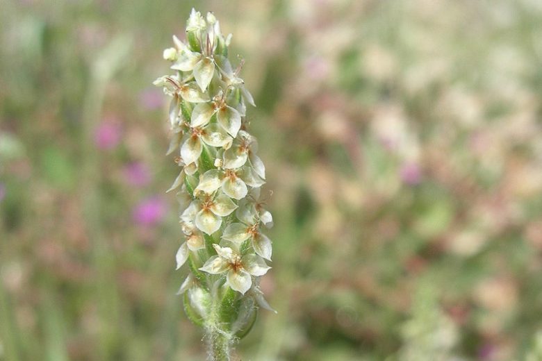 Plantago erecta, Dotseed Plantain, California Plantain, Foothill Plantain, white flowers, California Wildflowers, California Native Plants
