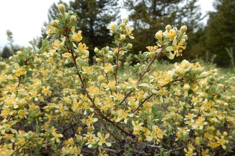 Purshia tridentata, Antelope Bitterbrush, Bitterbrush, Antelope Brush, Yellow Flowers