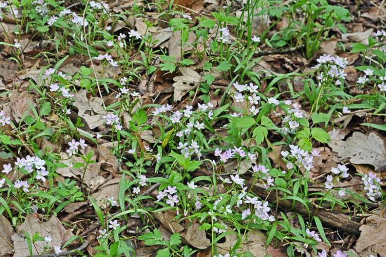 Claytonia virginica, Virginia Springbeauty, Springbeauty, Virginia Spring Beauty, Spring Beauty, Good Morning Spring, Grass Flower, Wild Potato, Purple flowers, Spring flowers, Shade perennials