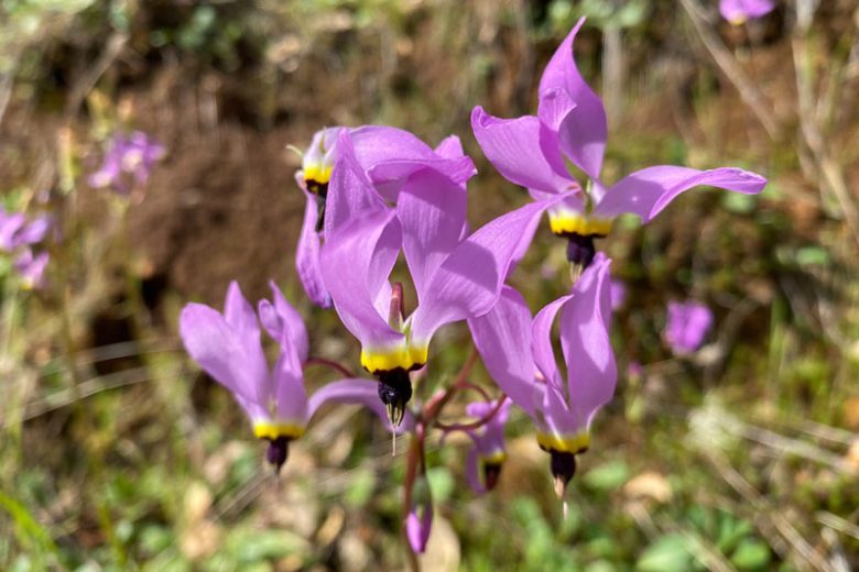dodecatheon clevelandii