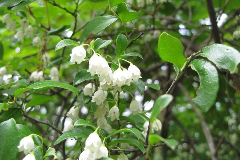 Vaccinium arboreum, Farkleberry, Tree Sparkleberry, Sparkleberry, Winter Huckleberry, Huckleberry, Batodendron andrachniforme, Batodendron arboreum, Blueberries, Fruiting Shrubs, Evergreen Shrubs