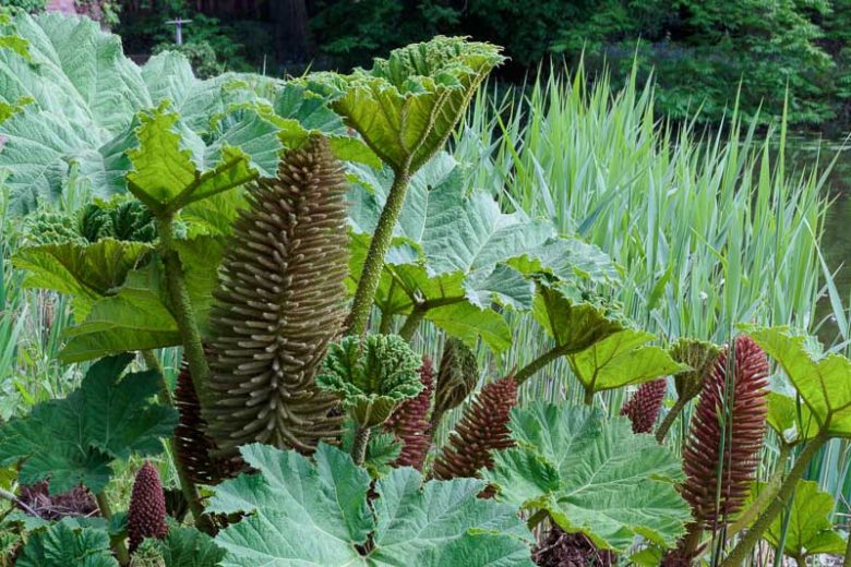 Gunnera manicata, Giant Rhubarb, Chilean Rhubarb, Prickly Rhubarb, Ornamental Rhubarb,