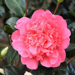 Camellia x Williamsii 'Anticipation', Camellia 'Anticipation', 'Anticipation' Camellia, Fall Blooming Camellias, Winter Blooming Camellias, Spring Blooming Camellias, Early to Late Season Camellias, Pink flowers, Pink Camellias