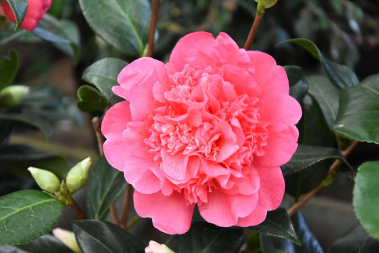 Camellia x Williamsii 'Anticipation', Camellia 'Anticipation', 'Anticipation' Camellia, Fall Blooming Camellias, Winter Blooming Camellias, Spring Blooming Camellias, Early to Late Season Camellias, Pink flowers, Pink Camellias