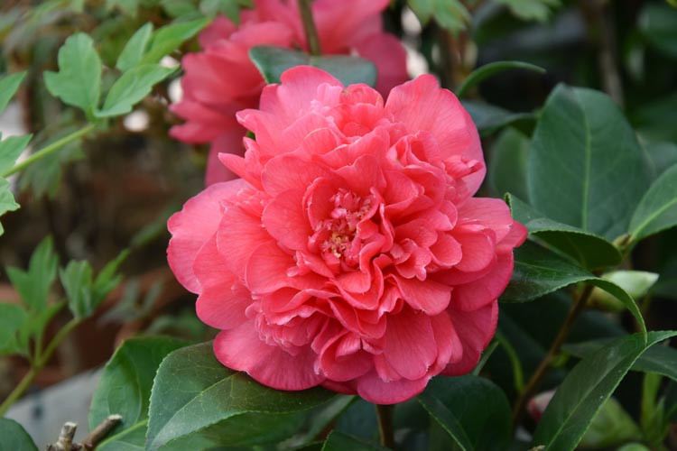 Camellia x Williamsii 'Anticipation', Camellia 'Anticipation', 'Anticipation' Camellia, Fall Blooming Camellias, Winter Blooming Camellias, Spring Blooming Camellias, Early to Late Season Camellias, Pink flowers, Pink Camellias