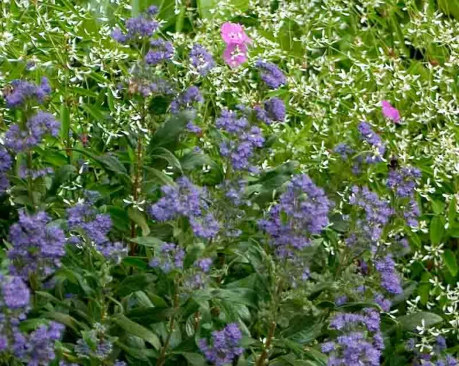 Caryopteris x clandonensis 'Minbleu', Bluebeard 'Minbleu', Caryopteris x 'Minbleu', Caryopteris x clandonensis 'Petit Bleu', Petit Bleu Bluebeard, Petit Bleu Blue Mist Spiraea, Blue Flowers, Blue Spiraea
