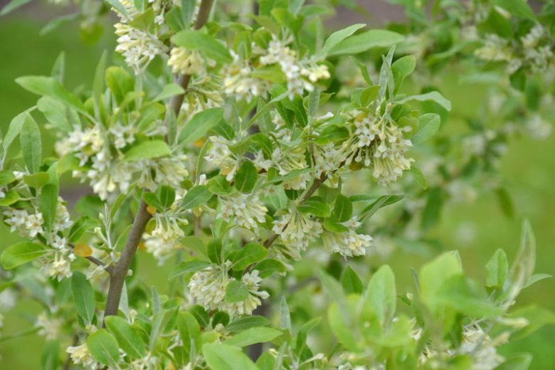 Elaeagnus umbellata, Autumn Oleaster, Autumn Olive, Oleaster, Silverberry, Elaeagnus crispa, Berries, Olives, Shrubs with berries