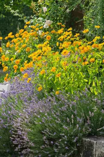 Heliopsis helianthoides, false sunflower