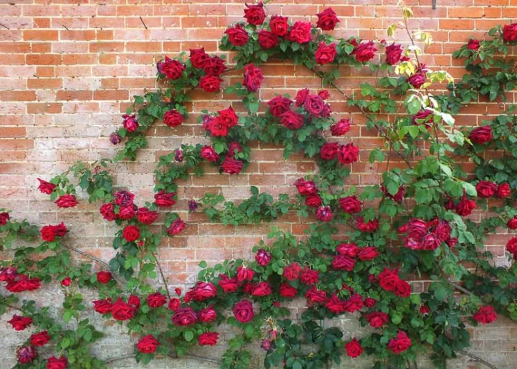 Rose 'Crimson Glory', Rosa 'Crimson Glory', Climbing Rose 'Crimson Glory', Grimpant Crimson Glory, Climbing Roses, Hybrid Tea Roses, Red roses,fragrant roses, Shrub roses, Rose bushes, Garden Roses