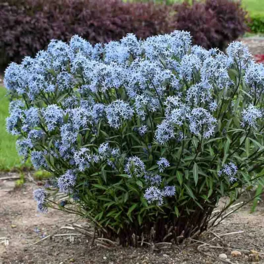 Amsonia tabernaemontana 'Storm Cloud', Blue Star 'Storm Cloud', Willow Amsonia 'Storm Cloud', Blue Dogbane 'Storm Cloud', Willow Blue Star 'Storm Cloud', Eastern Bluestar 'Storm Cloud', Blue flowers