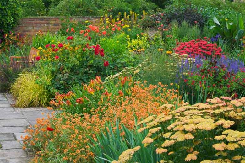 Erysimum 'Apricot Twist', Wallflower 'Apricot Twist', Erysimum 'Apricot Delight', Wallflower 'Apricot Delight', Erysimum x Marshallii 'Apricot Delight', orange wallflower, orange erysimum