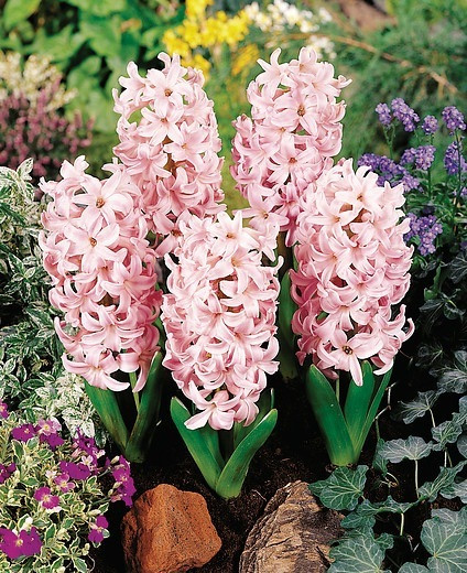 Hyacinthus Orientalis 'Lady Derby', Hyacinth 'Lady Derby', Dutch Hyacinth, Hyacinthus Orientalis, Common Hyacinth, Spring Bulbs, Spring Flowers, Hyacinth, pink hyacinth,early spring bloomer, mid spring bloomer,Lady Derby