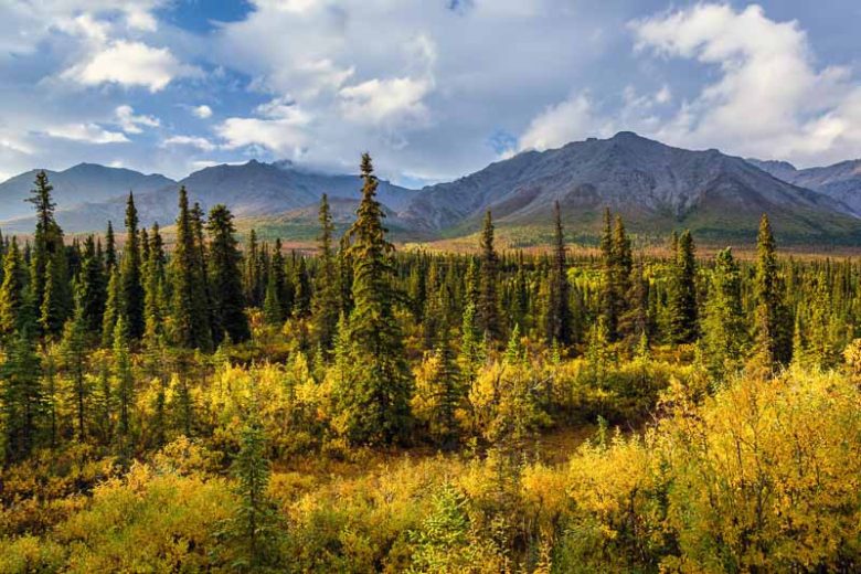 Picea mariana, Black Spruce, Bog Spruce, Swamp Spruce, Evergreen Conifer, Evergreen Shrub, Evergreen Tree