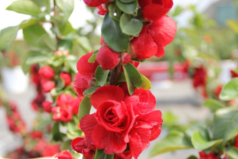 Chaenomeles speciosa Double Take Scarlet™', Japanese Quince Double Take Scarlet™', Flowering Quince Double Take Scarlet™', Japanese Flowering Quince, Red flowers, Early Spring blooms