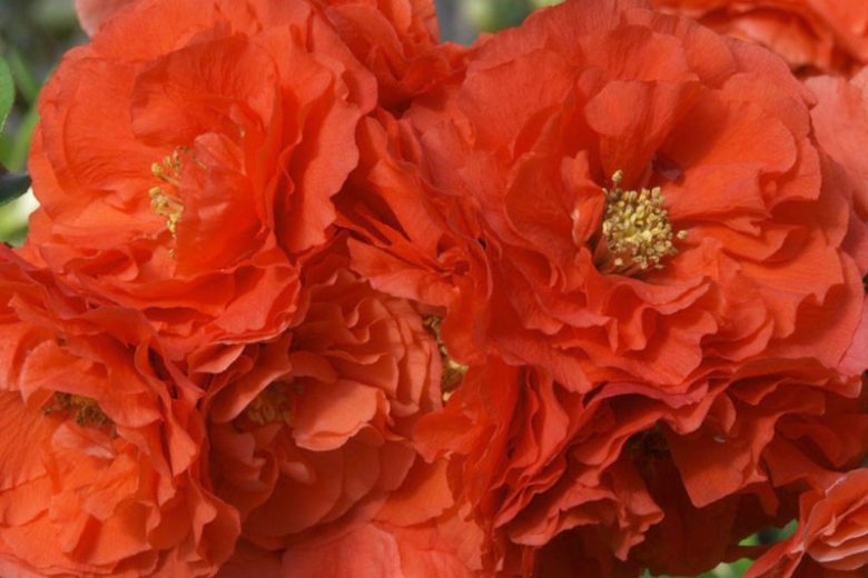 Chaenomeles speciosa 'Double Take Peach', Japanese Quince 'Double Take Peach', Flowering Quince 'Double Take Peach', Japanese Flowering Quince, Green flowers, Early Spring blooms