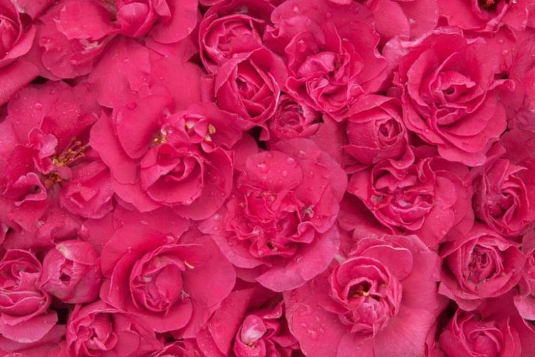 Chaenomeles speciosa Double Take Pink™, Japanese Quince Double Take Pink™, Flowering Quince Double Take Pink™, Japanese Flowering Quince, Pink flowers, Early Spring blooms